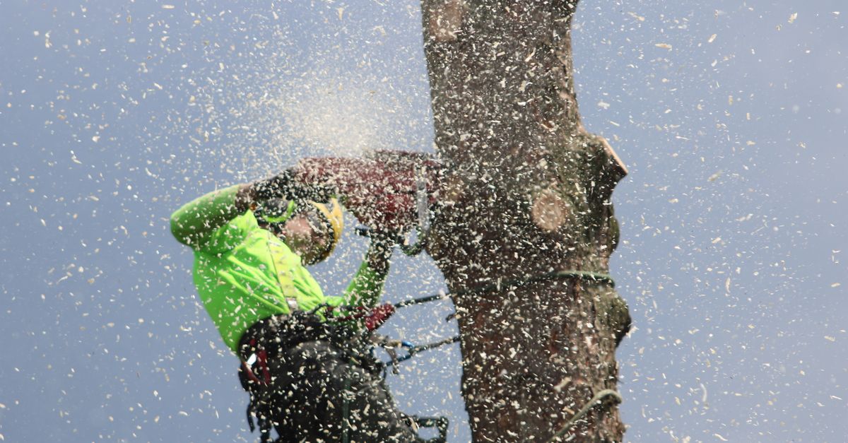Arborist climbing tree for removal or trimming