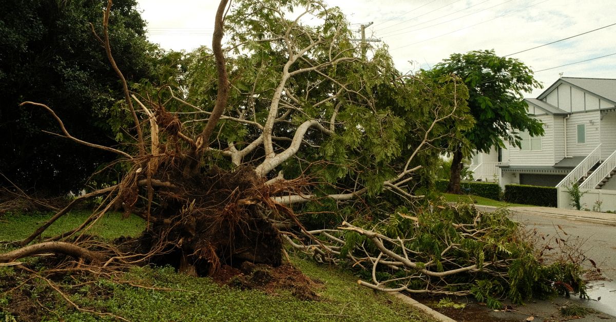 Storm-damaged trees requiring cleanup