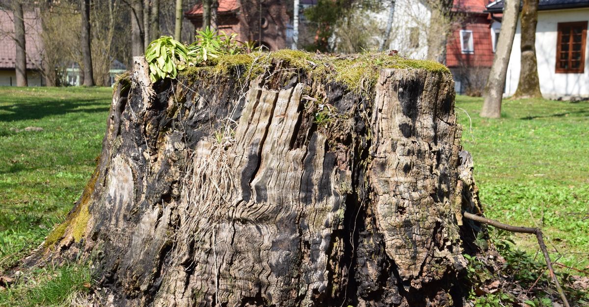 Tree stump in residential garden before grinding