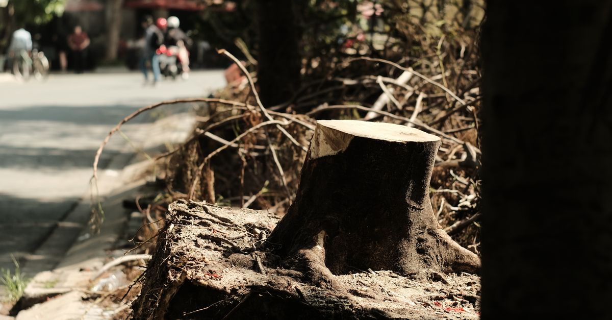 Stump grinding service being performed