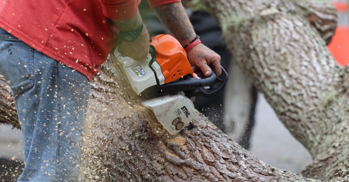 Professional tree cutting in progress