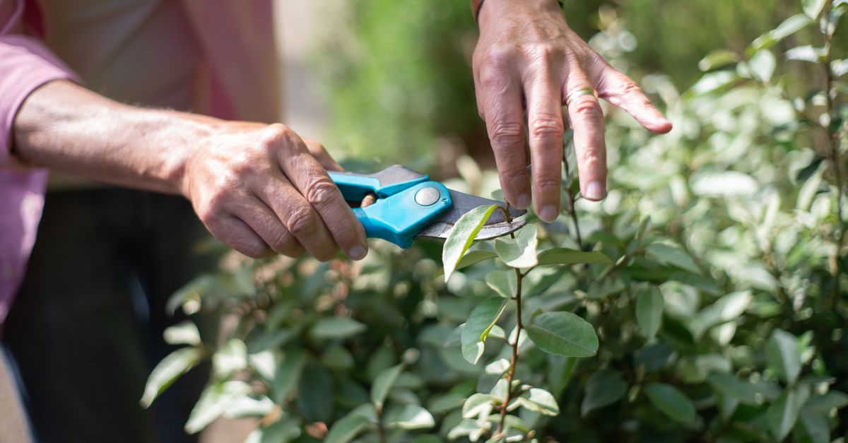 Professional tree pruning with proper technique
