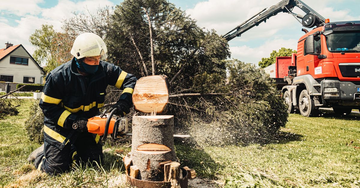 Crew member using chainsaw during tree removal
