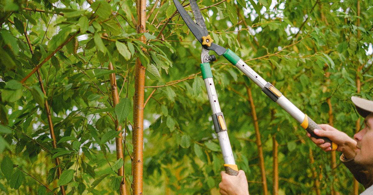 Tree trimming and pruning work in progress